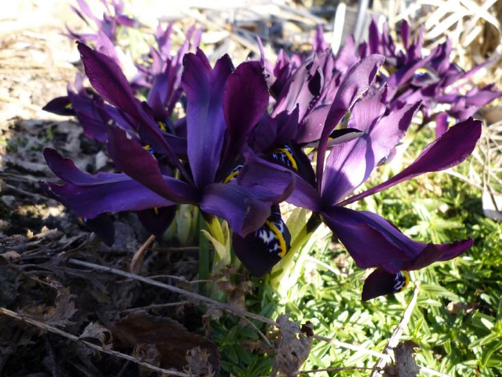 Iris histrioides var. mqjor - Zwergiris