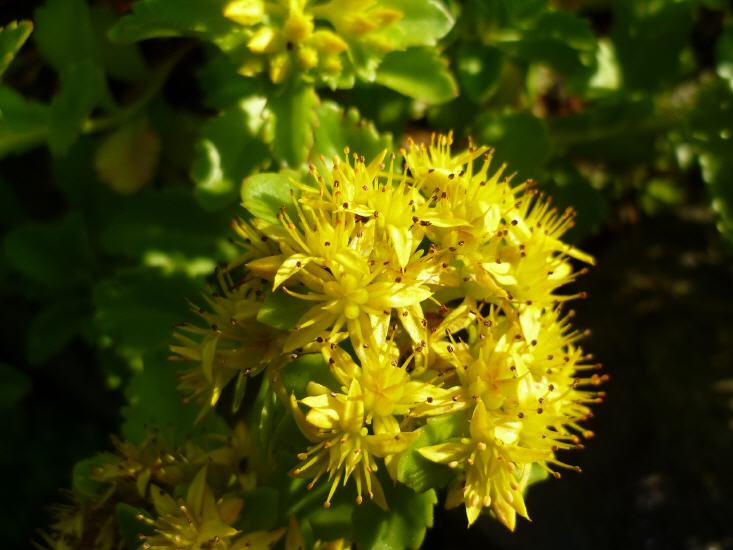 Sedum floriaferum Weinstephaner Gold - Gold-Fetthenne