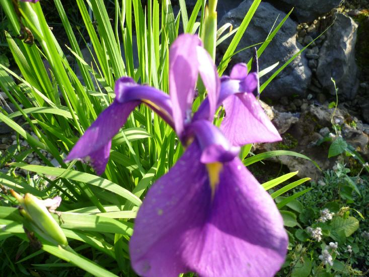 Iris germanica - Deutsche Iris