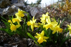 Narcissus cyclamineus Tete A Tete - Narzisse