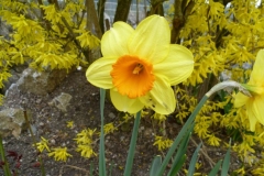 Narcissus pseudonarcissus - Narzissen