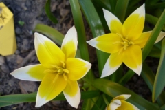 Tulipa trade - Tulpe