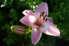 Lilium ssp. - Lilie