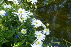 Chrysanthemum x grandiflorum - Garten Chrysantheme