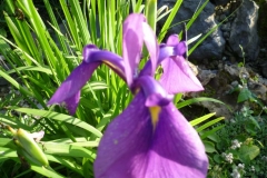 Iris germanica - Deutsche Iris