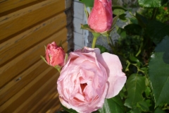 09_Rose