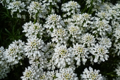 Staudengarten036