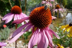 Staudengarten045