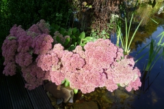 Staudengarten070