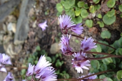 Staudengarten086
