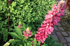 Staudengarten091