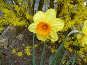 Narzissen - Narcissus pseudonaricissus