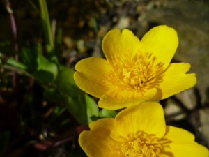 Sumpfdotterblume - Calthe palustris