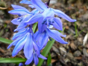 Schneestolz - Chienedoxa Sardensis