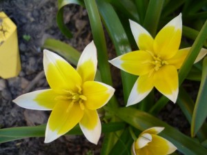Tulpe - Tulipa trade