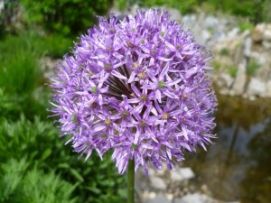 Riesenlauch - Allium Giganteum
