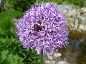 Riesenlauch - Allium Giganteum