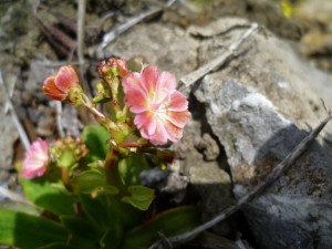 Bitterwurz - Lewisia cetyledon