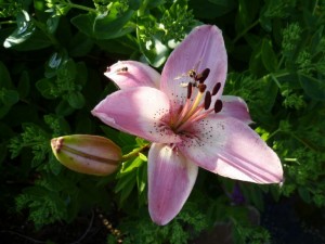 Lilie - Lilium ssp.