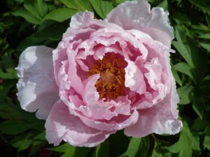 Strauchpäonie - Paenia Suffruticosa