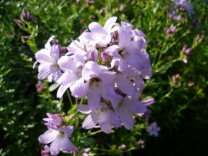 Dolden Glockenblume - Campannula lactiflora Looldon Anne