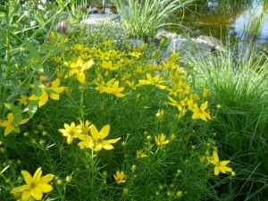 Märchenauge - Coreopsis verticillaten Graudiflora