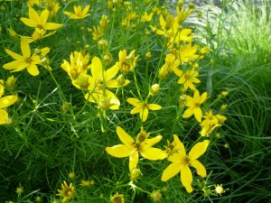 Märchenauge - Coreopsis verticillaten Graudiflora