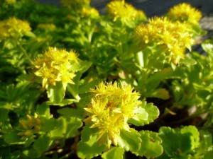 Gold-Fetthenne - Sedum floriaferum Weinstephaner Gold
