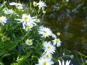 Garten Chrysantheme - Chrysanthemum x grandiflorum
