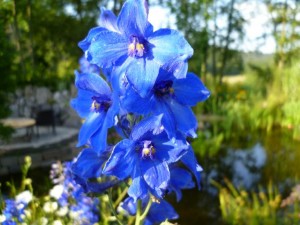 Rittersporn - Hybride Völkerfrieden - Delphinium-Belladonna
