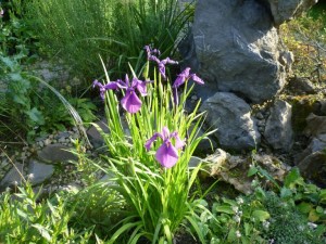 Deutsche Iris - Iris germanica