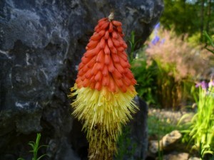 Fackellilie - Kniphofia uvaria