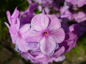 Großer Stauden Phlox - Phlox paniculata