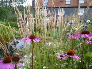 Roter Sonnenhut - Echinacea purpurea