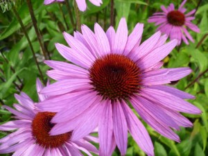 Roter Sonnenhut - Echinacea purpurea