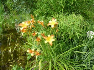 Hybride Taglilie - Hemerocallis