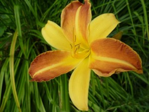 Hybride Taglilie - Hemerocallis