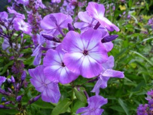 Großer Stauden Phlox - Phlox paniculata