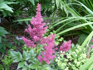 Garten Astilbe - Astilbe arendsii