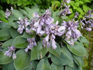 Großes Blatt-Funkie - Hosta sieboldiana elegans
