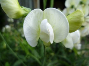 Stauden Wicke - Lathyrus latifolius