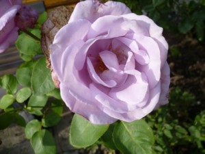 Mainzer Fastnacht-Rose