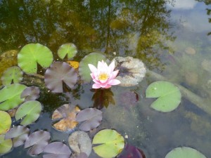 Duftende Seerose - Nymphea edorata Rosennymphe