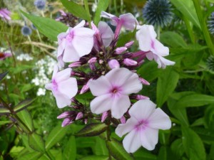 Stauden Phlox - Phlox paniculata