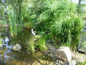 Herbstannemone - Anemone huppehensis