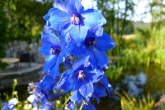 Delphinium - Belladonna - Hybride Völkerfrieden - Rittersporn