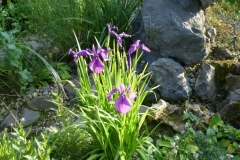 Iris germanica - Deutsche Iris