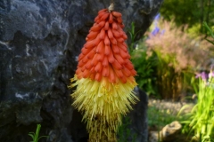 Kniphofia uvaria - Fackellilie