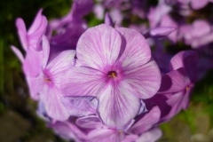 Phlox paniculata - Großer Stauden Phlox