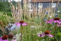 Echinacea purpurea - Roter Sonnenhut